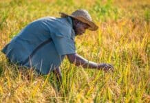 El Calor Extremo Pone en Peligro la Salud de Millones de Trabajadores al Aire Libre El calor extremo amenaza la salud de millones de trabajadores expuestos a la intemperie