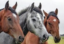 El Pienso Ecológico Para Caballos de Bifeedoo: Vitalidad y Bienestar Digestivo El pienso ecológico para caballos de Bifeedoo favorece la vitalidad y el bienestar digestivo