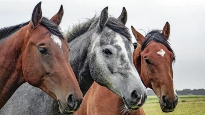 El pienso ecológico para caballos de Bifeedoo favorece la vitalidad y el bienestar digestivo