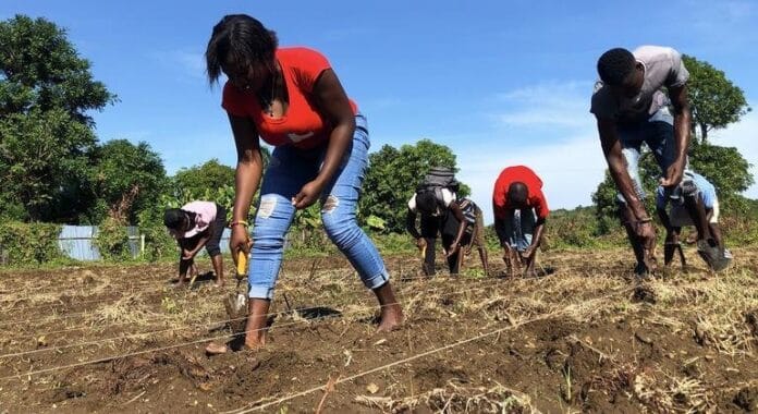 De la crisis al cultivo: los agricultores de Haití construyen resiliencia semilla a semilla