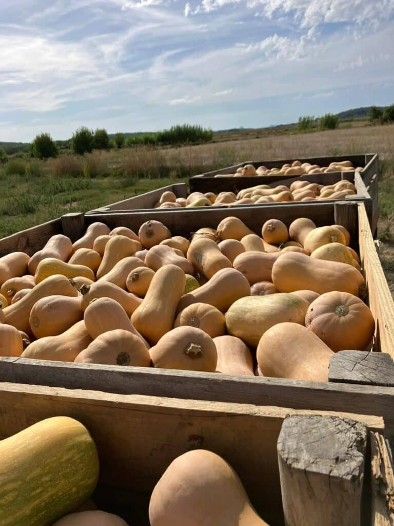 Calabaza cacahuete, una alternativa nacional para reducir el desperdicio en Halloween