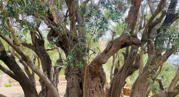 «Nos han quitado nuestro medio de vida», afirman los agricultores de Cisjordania