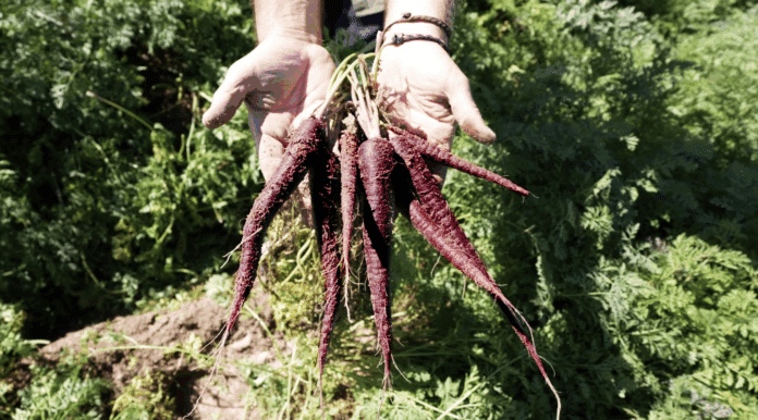 MuñozVal lanza en Fruit Attraction la zanahoria morada con estudio del CSIC que avala su poder antioxidante