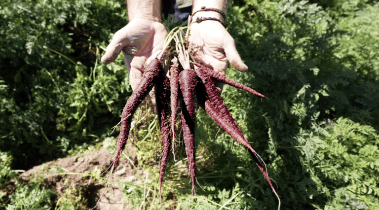 MuñozVal lanza en Fruit Attraction la zanahoria morada con estudio del CSIC que avala su poder antioxidante