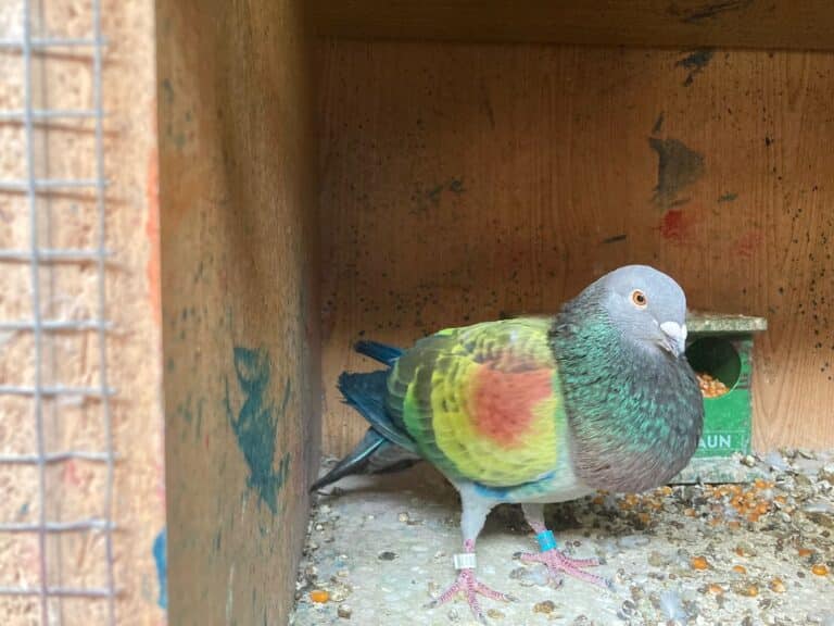 Salud y vuelo óptimo gracias al pienso ecológico para palomos deportivos de Bifeedoo