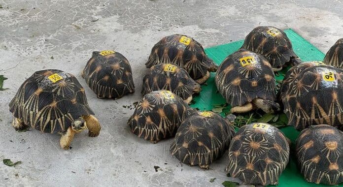 Del okapi a los tiburones y del aloe al palo de Brasil: el comercio global de vida silvestre a revisión