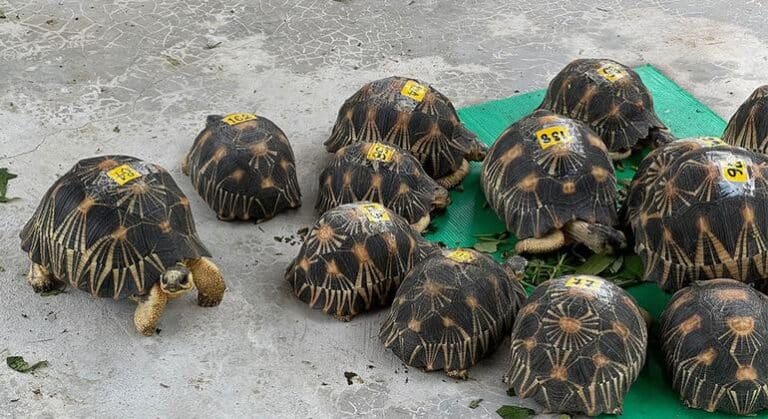 Del okapi a los tiburones y del aloe al palo de Brasil: el comercio global de vida silvestre a revisión