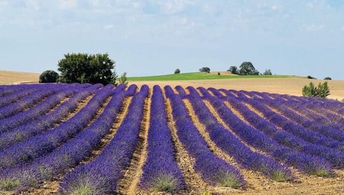 Ener2crowd entra en el sector de la agricultura sostenible con proyectos que ofrecen rendimientos anuales de hasta el 10%