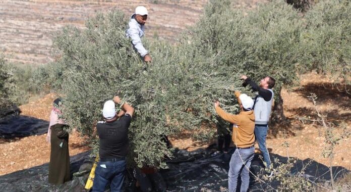 Los ataques contra la cosecha de aceitunas aumenta en Cisjordania como parte de una ofensiva anexionista