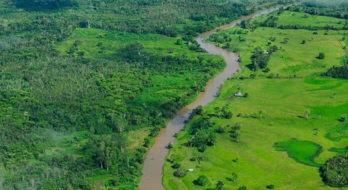 La deforestación mundial se ralentiza, pero los bosques siguen bajo presión