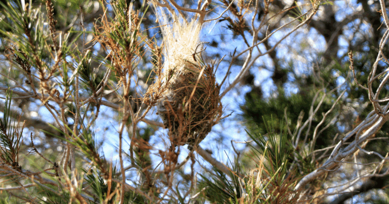 Rentokil Initial alerta sobre las plagas que hay que vigilar durante los meses fríos