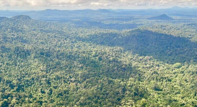 La ONU hace un llamado a triplicar los fondos para proteger los bosques tropicales en peligro