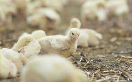 Bifeedoo Amplía Su Compromiso Ecológico en la Avicultura Bifeedoo refuerza su oferta ecológica avícola