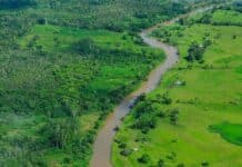 Brasil Impulsa un Fondo Innovador para la Protección de los Bosques en la Acción Climática Brasil lidera un nuevo fondo para priorizar la protección de los bosques en la acción climática