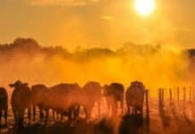 El 2025 Se Perfila Como Uno de los Años Más Cálidos en los Registros El 2025 se perfila como el segundo o tercer año más cálido en los registros