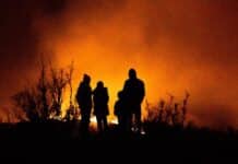 El Calentamiento, Incendios y Plagas: Amenazas para Nuestros Bosques El calentamiento, los incendios y las plagas amenazan los bosques