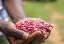 El Cambio Climático y Su Impacto en la Producción de Alimentos El cambio climático reducirá drásticamente las cosechas, amenazando nuestra alimentación