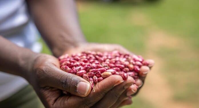 El Cambio Climático y Su Impacto en la Producción de El cambio climático reducirá drásticamente las cosechas, amenazando nuestra alimentación