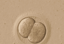 El Inicio de la Identidad Personal Humana en las Primeras 24 Horas Tras la Fecundación Un estudio sitúa el inicio de la identidad personal humana en las primeras 24 horas tras la fecundación