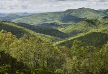 Futuro Boscoso: Redescubriendo Nuestra Conexión con la Naturaleza El documental Forested Future invita a reconectar con el mundo natural y los grandes bosques del planeta