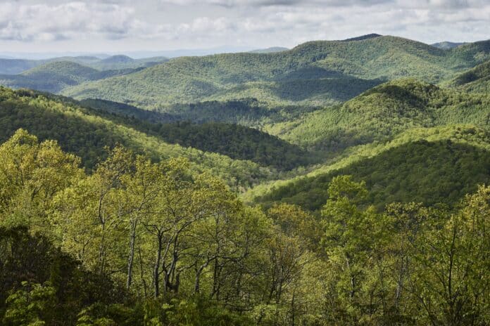 Futuro Boscoso: Redescubriendo Nuestra Conexión con la Naturaleza El documental Forested Future invita a reconectar con el mundo natural y los grandes bosques del planeta
