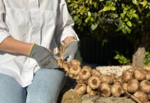 La Abuela Carmen y el Arte del Trenzado Ancestral con Ajo Negro La Abuela Carmen reinventa el trenzado ancestral con su ajo negro