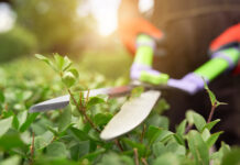 Por Qué No Se Podan Hortensias, Crisantemos y Geranios en Noviembre las hortensias, los crisantemos y los geranios no se podan en noviembre