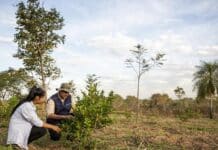 Refugio Verde: Un Hogar Forestal en el Paraguay Un hogar forestal en el Paraguay