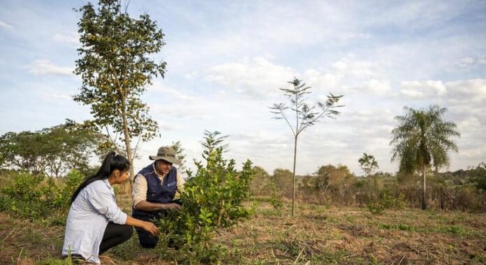 Un hogar forestal en el Paraguay