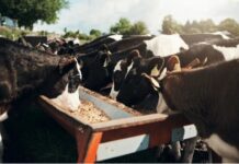 Bifeedoo Potencia la Nutrición Ecológica en la Ganadería Bovina Bifeedoo impulsa la nutrición ecológica bovina