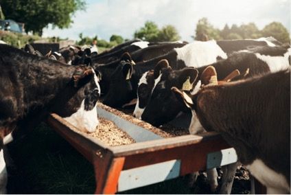 Bifeedoo Potencia la Nutrición Ecológica en la Ganadería Bovina Bifeedoo impulsa la nutrición ecológica bovina