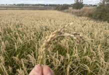 BioPalacín Planet Aumenta Ventas de Arroz Ecológico por Concienciación en Salud y Medio Ambiente BioPalacín Planet impulsa las ventas de arroz ecológico gracias a la concienciación sobre salud y medio ambiente