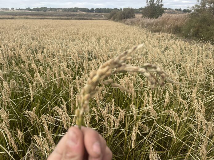 BioPalacín Planet Aumenta Ventas de Arroz Ecológico por Concienciación en BioPalacín Planet impulsa las ventas de arroz ecológico gracias a la concienciación sobre salud y medio ambiente
