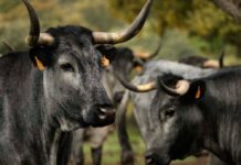 Castilla Gourmet: La Carne de Morucha, Emblema de Calidad y Sostenibilidad Castilla Gourmet destaca la carne de Morucha como emblema de la calidad nacional y el origen sostenible