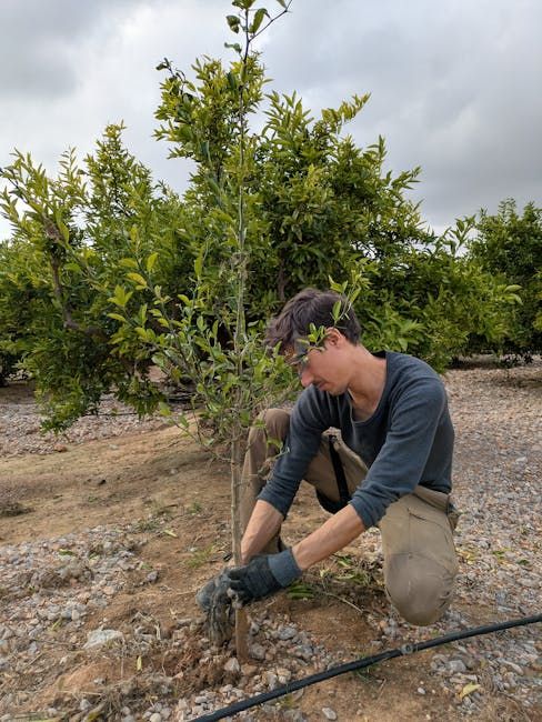 Compromiso Juvenil: Más del 80% de la Juventud Rural Desea Más del 80% de la juventud rural quiere implicarse en sus territorios