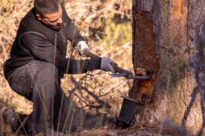 Del Bosque a Tu Casa: Resultados Visibles de COPADE en COPADE concluye el proyecto Del Bosque a tu Casa con resultados visibles en nueve territorios rurales