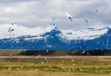 El Ártico en Emergencia: Deshielo Histórico y Transformaciones Impactantes El Ártico se acerca a un punto crítico: deshielo récord, ríos “oxidados” y una tundra que verdea