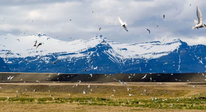 El Ártico en Emergencia: Deshielo Histórico y Transformaciones Impactantes El Ártico se acerca a un punto crítico: deshielo récord, ríos “oxidados” y una tundra que verdea