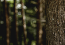 Grup Boix Advierte del Riesgo de Incendios y Reclama una Gestión Forestal Efectiva con la Llegada del Invierno Grup Boix alerta sobre el riesgo de incendios y reivindica la gestión forestal con la llegada del invierno