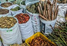 La Medicina Tradicional: Una Realidad Global en Expansión La medicina tradicional es ahora una realidad mundial