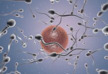 Preservar la Fertilidad: Un Camino para que la Mujer Compagine Maternidad y Proyectos Personales Dra. Miren Mandiola, directora del Laboratorio de Reproducción Asistida del Hospital de Día Quirónsalud Donostia: "Preservar la fertilidad permite a la mujer conciliar maternidad y proyectos personales"