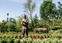 Smoking Paper Contribuye a la Plantación de 245.922 Árboles Smoking Paper contribuye a la plantación de 245.922 árboles