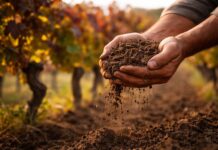 Bodegas Obergo Presenta la Esencia de sus Vinos Singulares en la Barcelona Wine Week Bodegas Obergo mostrará la esencia de sus vinos singulares en la Barcelona Wine Week