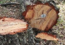 COPADE Fortalece Su Liderazgo en el Comercio Justo en España con una Nueva Iniciativa de Comercialización de Productos de Impacto COPADE refuerza su liderazgo como motor del Comercio Justo en España con una nueva apuesta por la comercialización de productos de impacto