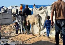 Continúa la Violencia: Israel Aumenta las Víctimas Civiles en Gaza a Pesar del Alto el Fuego Israel sigue matando civiles en Gaza pese al alto el fuego