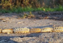 Alerta por Procesionaria: Veterinarios Reportan Incremento de Casos en Perros Tras los Últimos Vientos El viento dispara la alerta por procesionaria: veterinarios atienden cada vez más casos en perros tras los últimos temporales