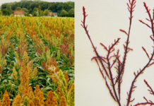 Envases Biodegradables Innovadores a Base de Harinas y Algas Desarrollan envases biodegradables a partir de harinas y algas