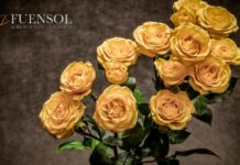 Fuensol Celebra 20 Años en el Sector Funerario con Nuevos Planes de Planificación Anticipada y Renovación Digital Fuensol conmemora dos décadas de trayectoria en el sector funerario con el lanzamiento de nuevos planes de planificación anticipada y renovación digital