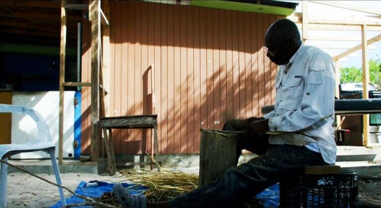 La cascarilla de Bahamas: una planta amarga endulza la vida de una isla olvidada
