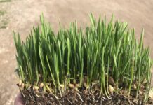 Relevo Generacional: La Alerta de BioPalacín Planet sobre el Futuro del Campo BioPalacín Planet alerta sobre la importancia del relevo generacional en el campo